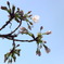 桜たち