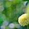 庭の花2025 (ダリア)