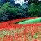シンボルツリーと花