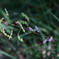 花散歩ヤバイ花１