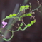 花散歩ヤバイ花２