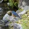 幸せの青い鳥