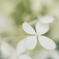 紫陽花に寄せる想い 補遺 8