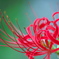 Lycoris