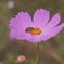 花粉まみれで奮闘中