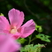 庭の芙蓉