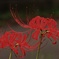彼岸花姉妹