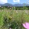 コスモスと八ヶ岳連峰。