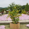 黄フジの植え込み
