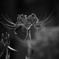 monochrome 曼珠沙華