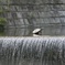 何思う?(万博公園)