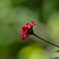 花と虫