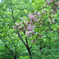 SDIM0306