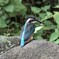 カワセミ君　今回はトリミングのみ