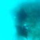 Manta ray