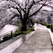 桜の帰り道
