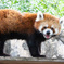 レッサーパンダ
