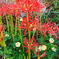 目を引く曼珠沙華