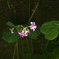 季節の花MCDXCIX！