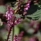 花散歩赤紫蘇