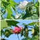 酔芙蓉