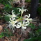 White spider lilies 