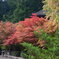 高野山　紅葉が始まっています。