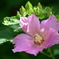 庭の芙蓉 2