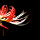 ハイブリッドな沙羅曼蛇　紅白