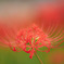 20250921_権現堂_DSC_2740-2