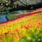 20250923_権現堂_DSC_2830-2