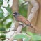 サンコウチョウ若鳥A