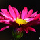 冬に咲いた菊の花  