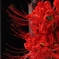 彼岸花咲く