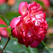 薔薇