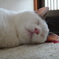 もふもふ