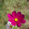 COSMOS
