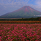 花と富士山