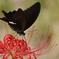 花蜜に夢中