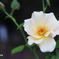 Roses bloom in September