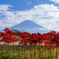 彼岸花と富士山