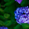 寺で見た紫陽花