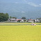 稲刈り