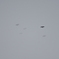ハチクマ　雲中飛行