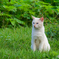 公園の地域猫