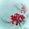 菩提寺の秋の華