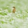 蕎麦の花園