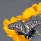 花と蝶