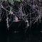 Alcedo atthis