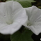 道端に咲く花